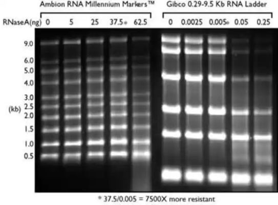 نردبان کم برد SsRNA و نشانگر RNA، نردبان RNA فرمامید 0.125-6.0 کیلوبایت