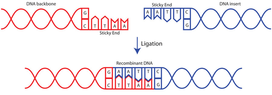 تک آنزیمی Novel T4 DNA Ligase 400 U/UL فقط برای استفاده تحقیقاتی